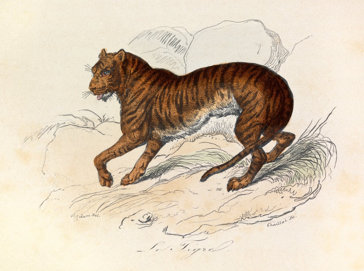 Illustration tirée du livre "Les Œuvres complètes de Buffon" : Les Quadrupèdes : Le tigre (gravure) - Unknown artist