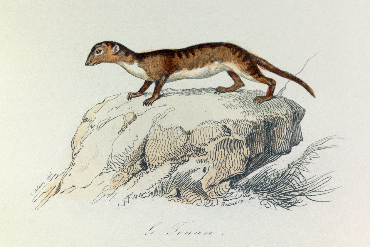 Illustration tirée du livre "Les Œuvres complètes de Buffon" : Les Quadrupèdes : Le touan (gravure) - Unknown artist