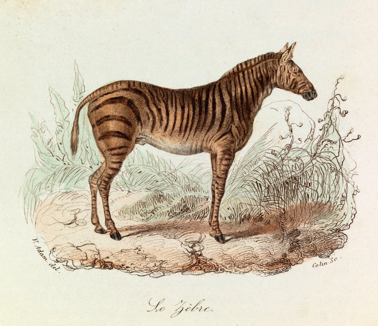 Illustration tirée du livre "Les Œuvres complètes de Buffon" : Les Quadrupèdes : Le zebre (gravure) - Unknown artist