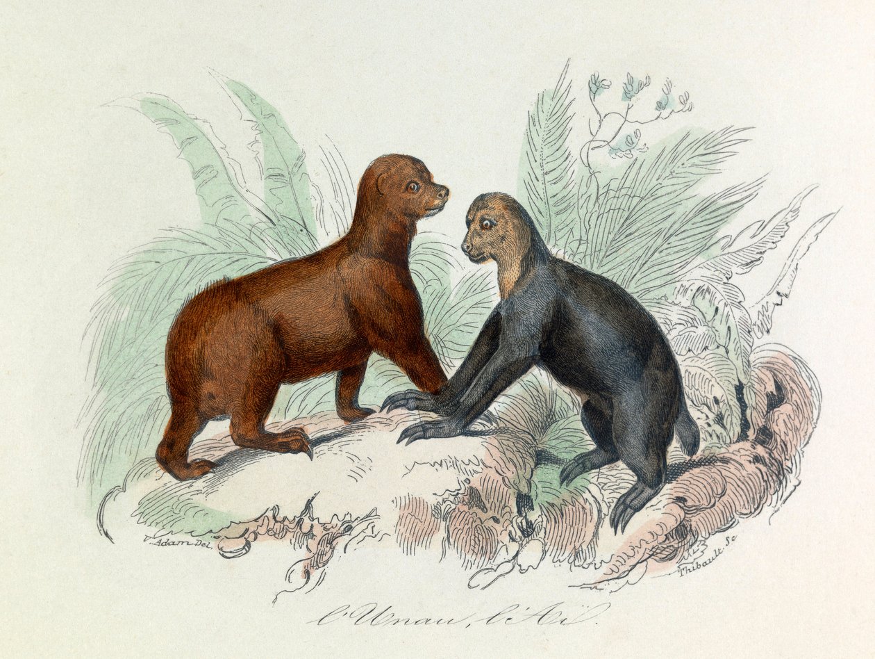 Illustration tirée du livre "Les Œuvres complètes de Buffon" : Les Quadrupèdes : L