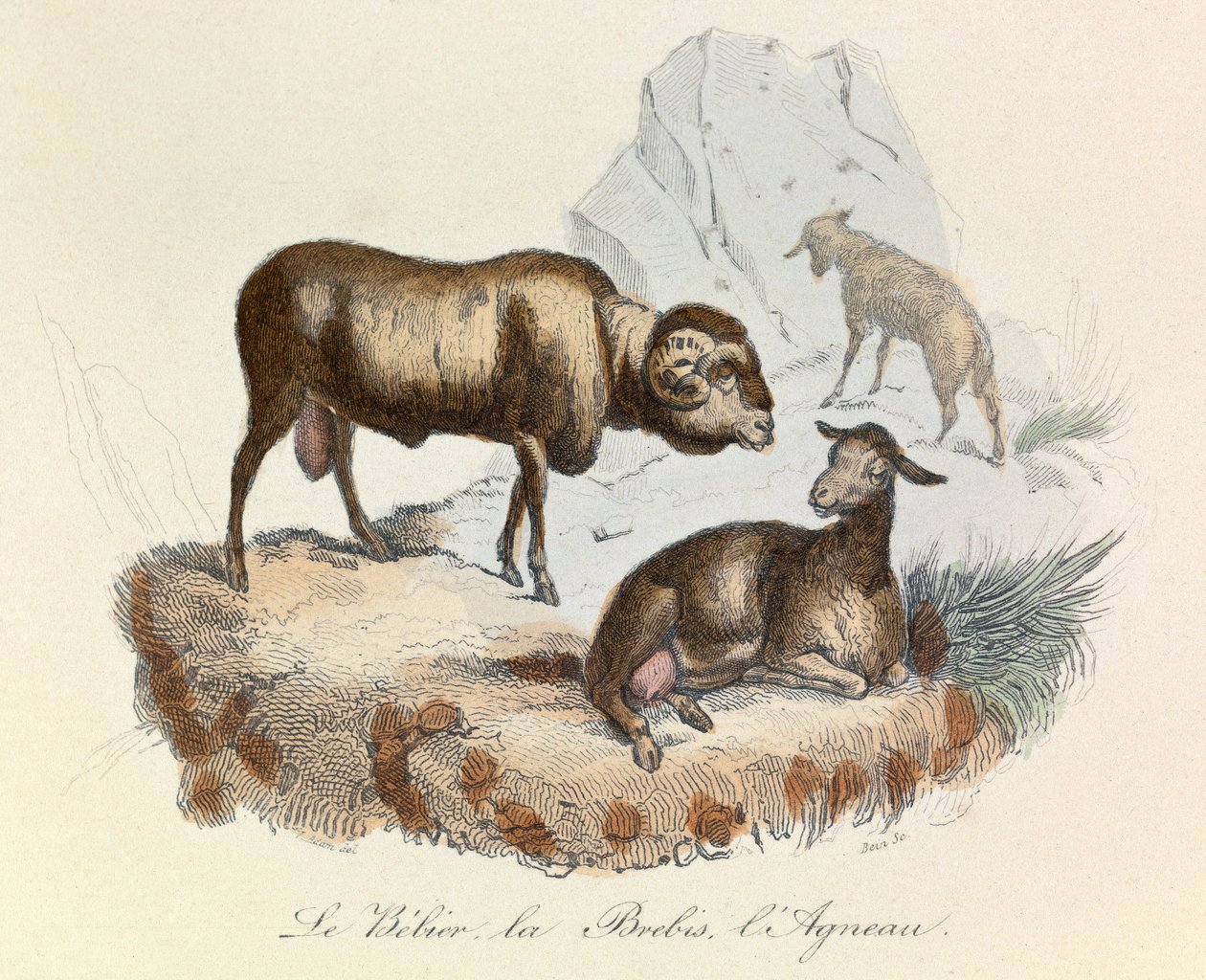 Illustration tirée du livre "Les Œuvres complètes de Buffon" : Les animaux : Le belier, la brebis et l