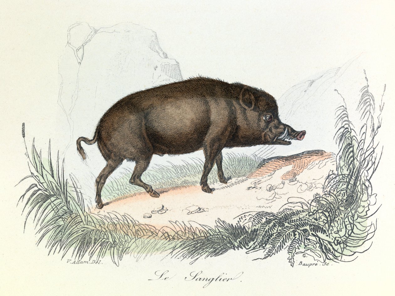 Illustration tirée du livre "Les Œuvres complètes de Buffon" : Les animaux : Le sanglier (gravure) - Unknown artist