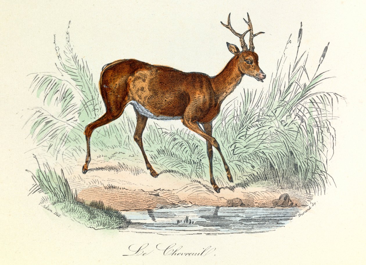 Illustration tirée du livre "Les Œuvres complètes de Buffon" : Les animaux : Le cerf (gravure) - Unknown artist
