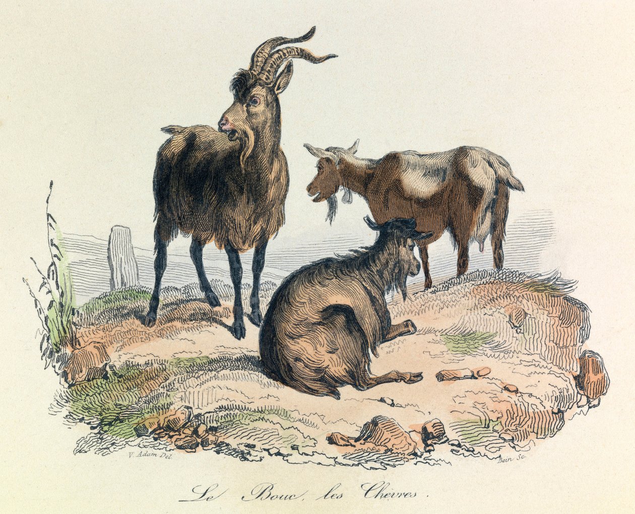 Illustration tirée du livre "Les Œuvres complètes de Buffon" : Les animaux : Le bouc et les chèvres (gravure) - Unknown artist