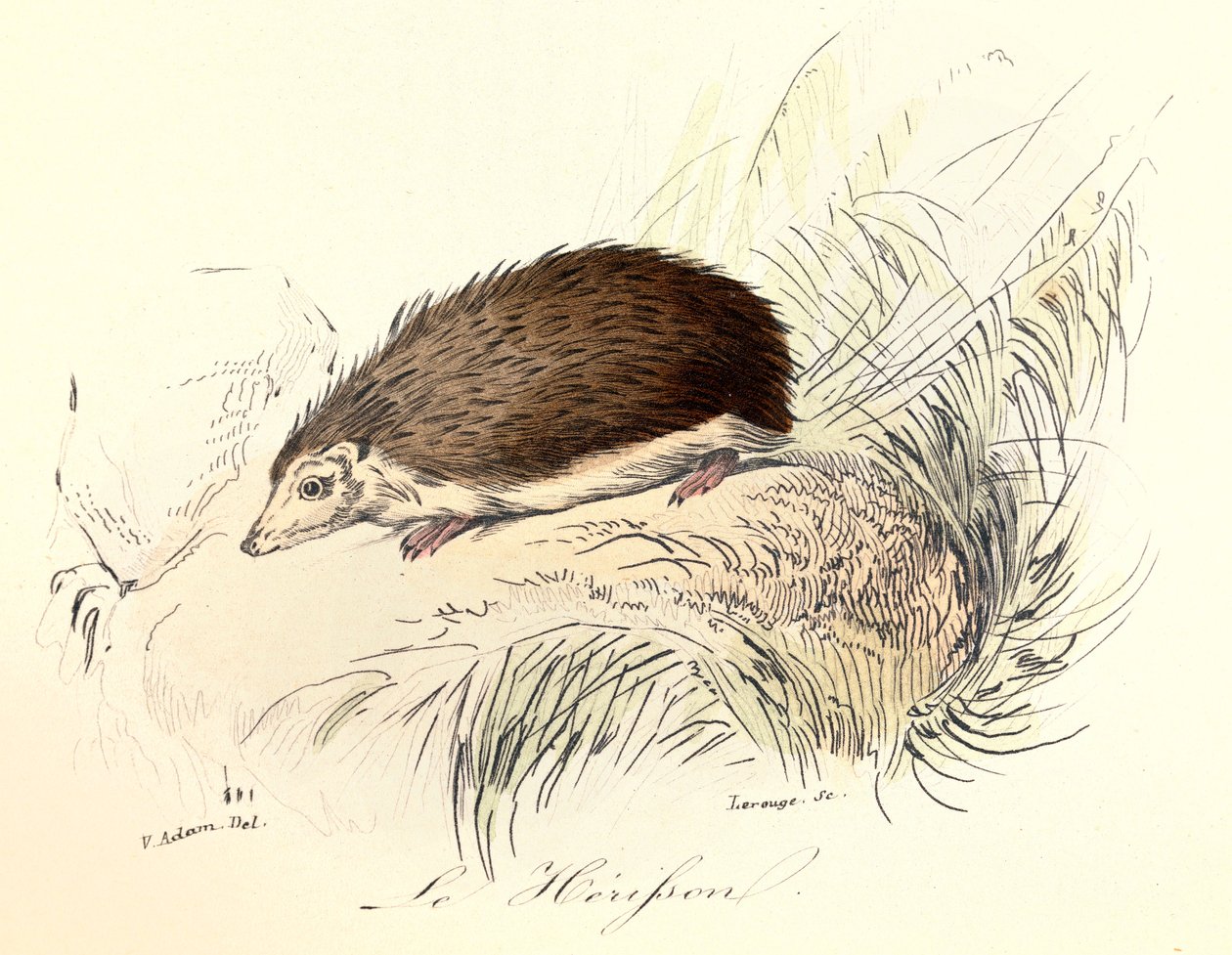Illustration tirée du livre "Les Œuvres complètes de Buffon" : Les animaux : Le herisson (gravure) - Unknown artist