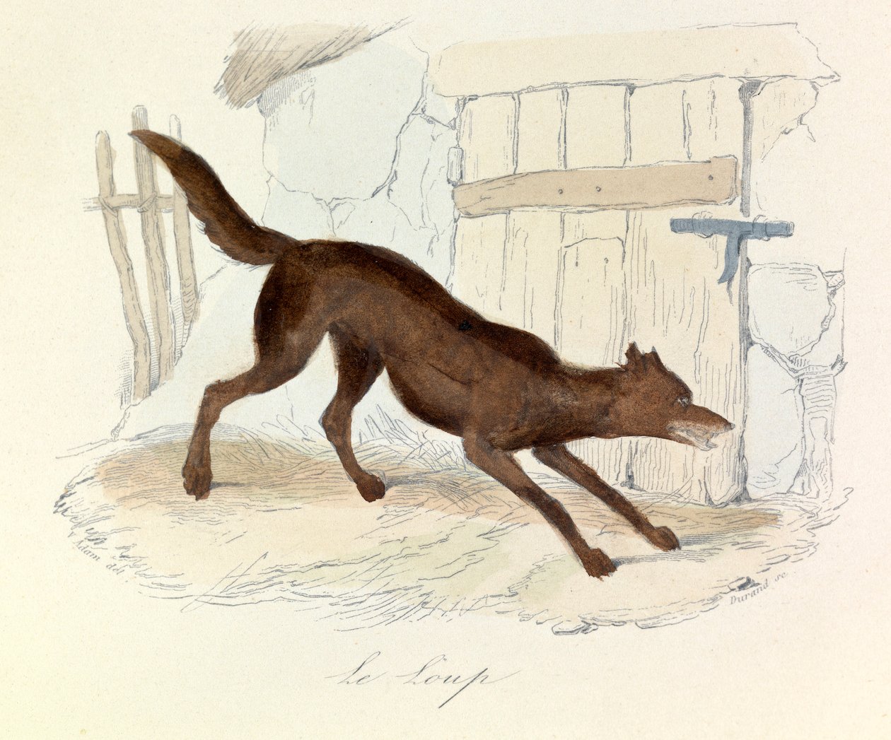 Illustration tirée du livre "Les Œuvres complètes de Buffon" : Les animaux : Le loup (gravure) - Unknown artist