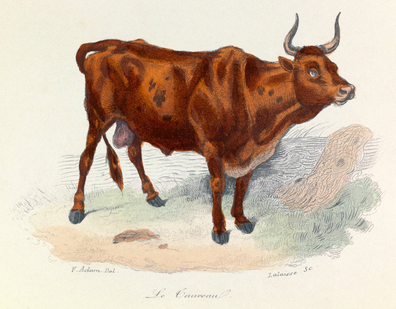 Illustration tirée du livre "Les Œuvres complètes de Buffon" : Les animaux : Le taureau (gravure) - Unknown artist