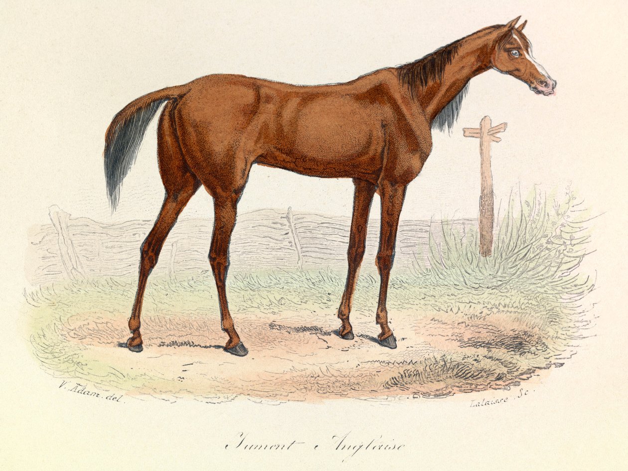 Illustration tirée du livre "Les Œuvres complètes de Buffon" : Les animaux : Mare Anglaise (gravure) - Unknown artist