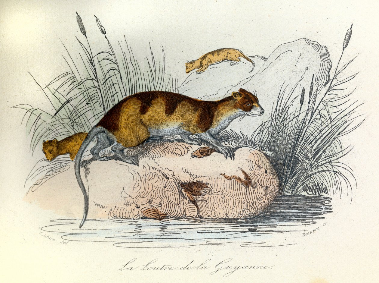 Illustration tirée du livre "Les Œuvres complètes de Buffon" : Les animaux domestiques : La loutre de Guyane (gravure) - Unknown artist