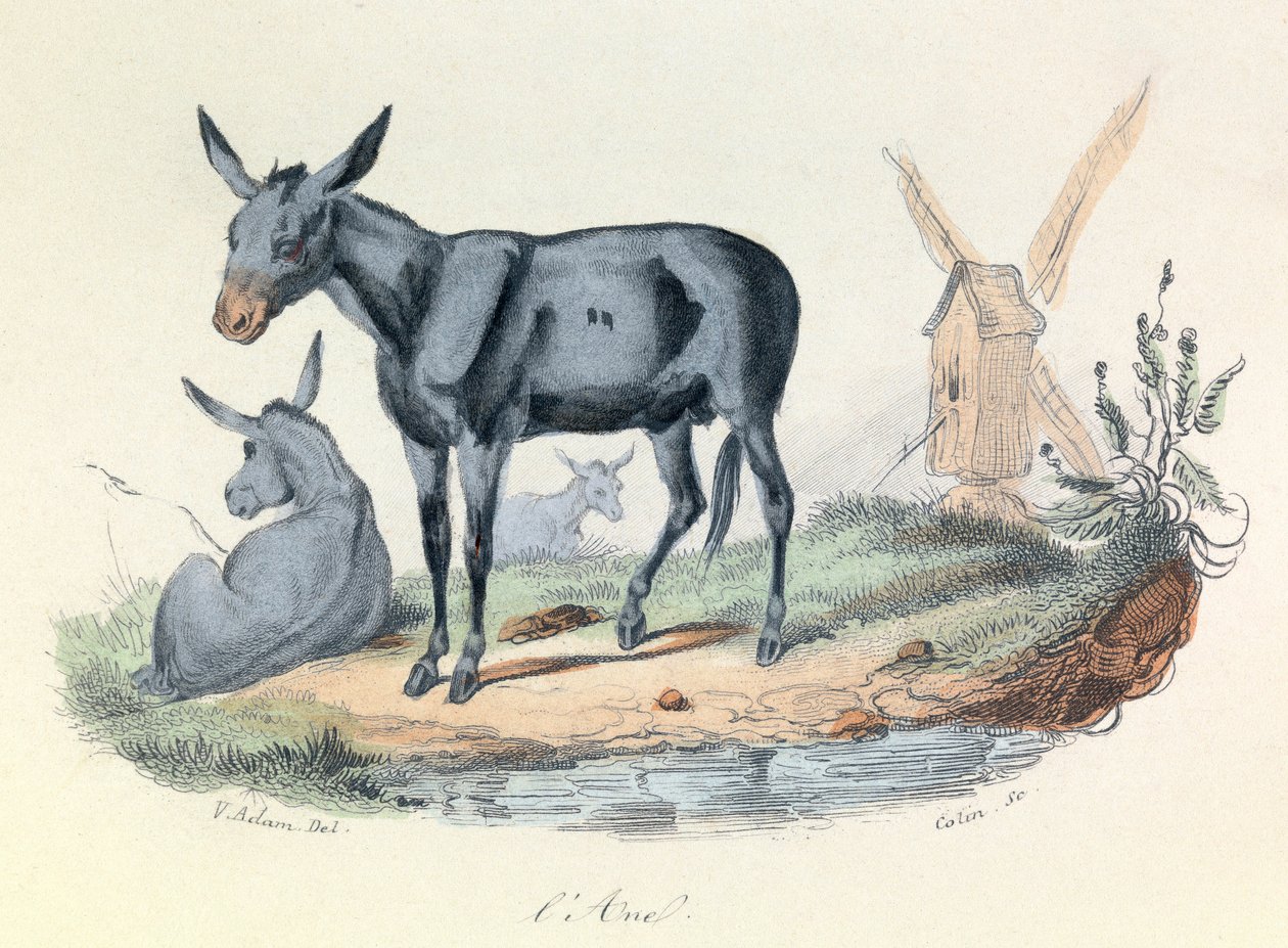 Illustration tirée du livre "Œuvres complètes de Buffon" : Les animaux : l