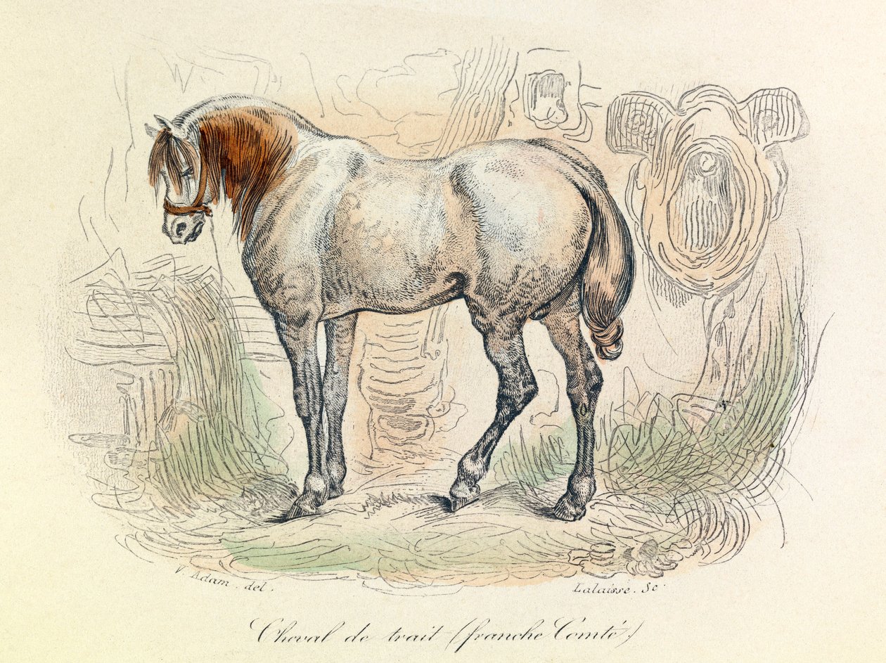 Illustration du cheval franc-comtois, classé par Linné et Cuvier (gravure) - Unknown artist