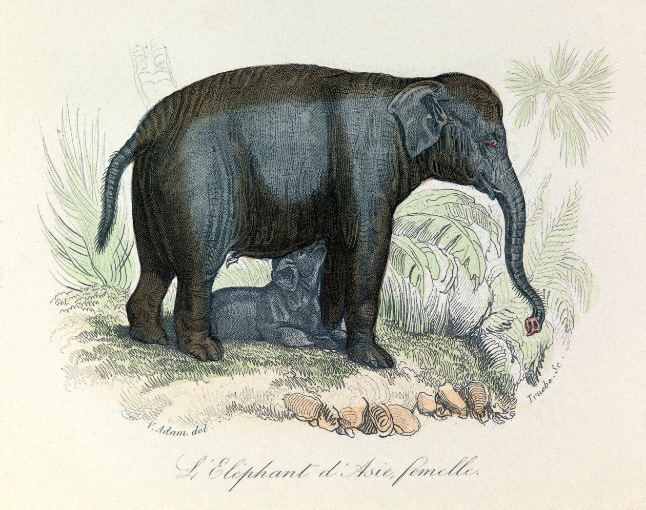Illustration d