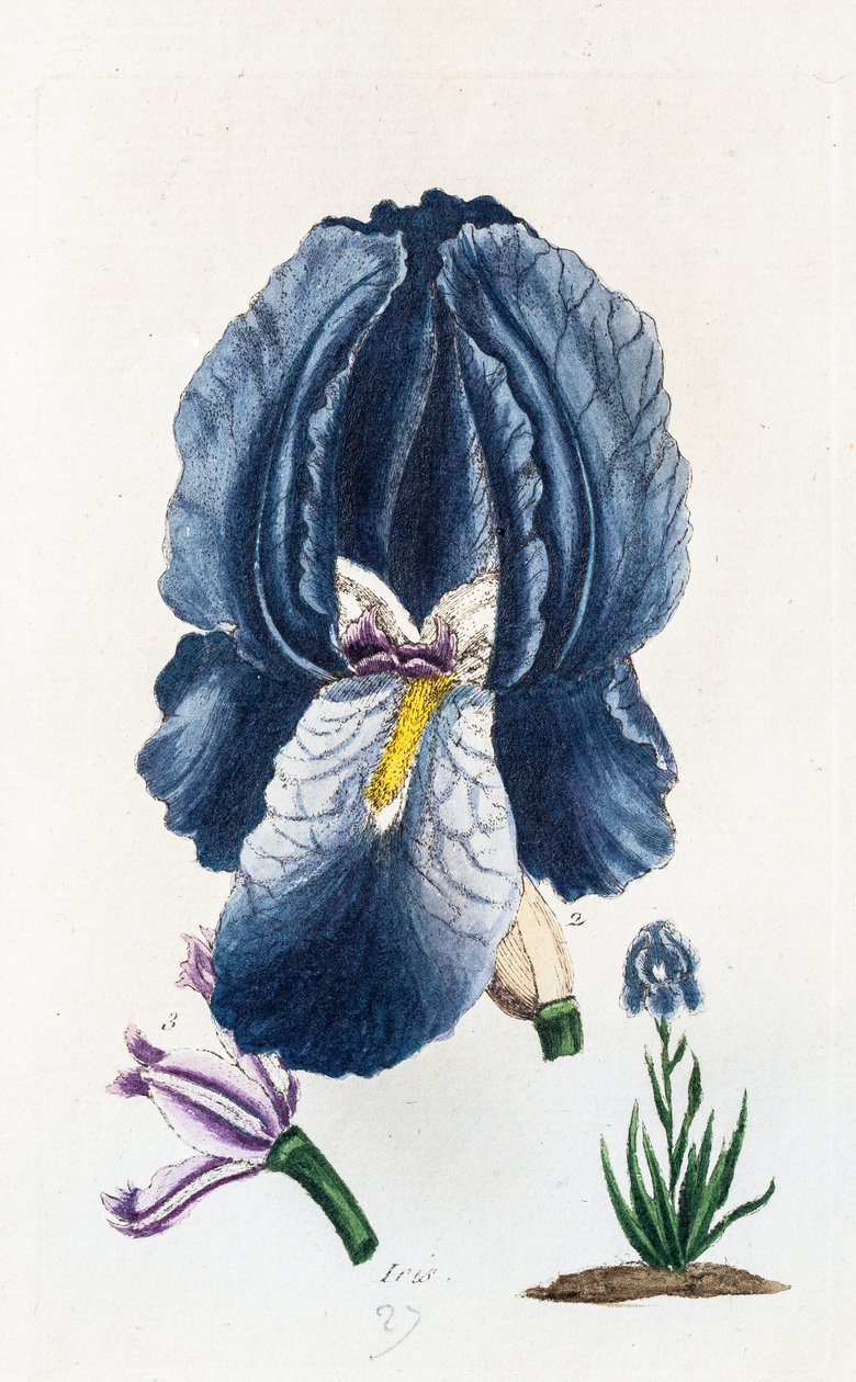 Iris - Unknown artist
