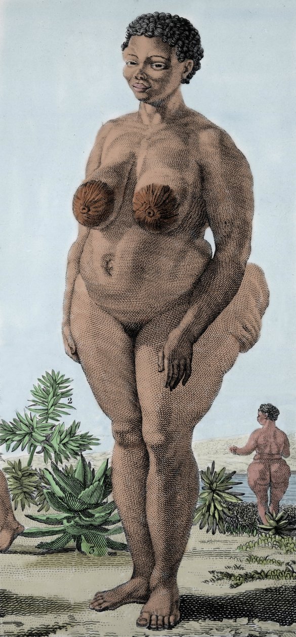 La Vénus Hottentote, femme de race Bochiman; gravure de 1815. - Unknown artist