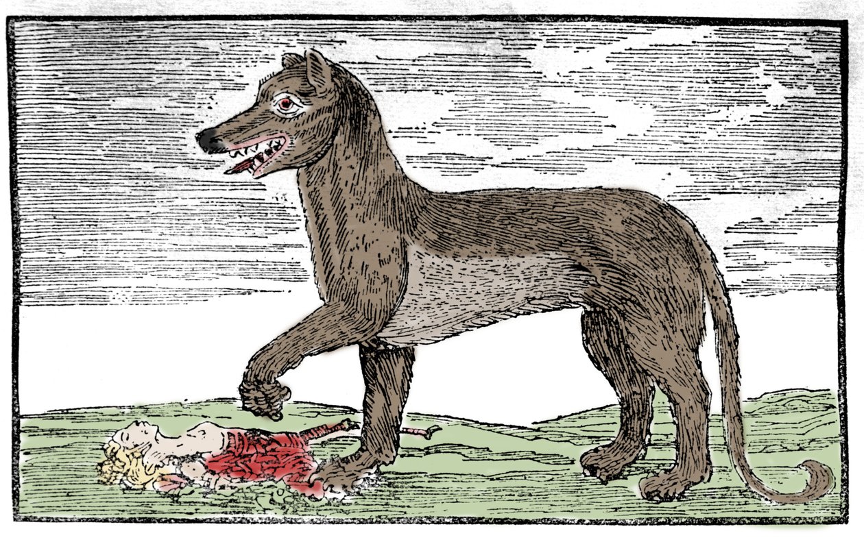 La bête du Gévaudan, gravure de 