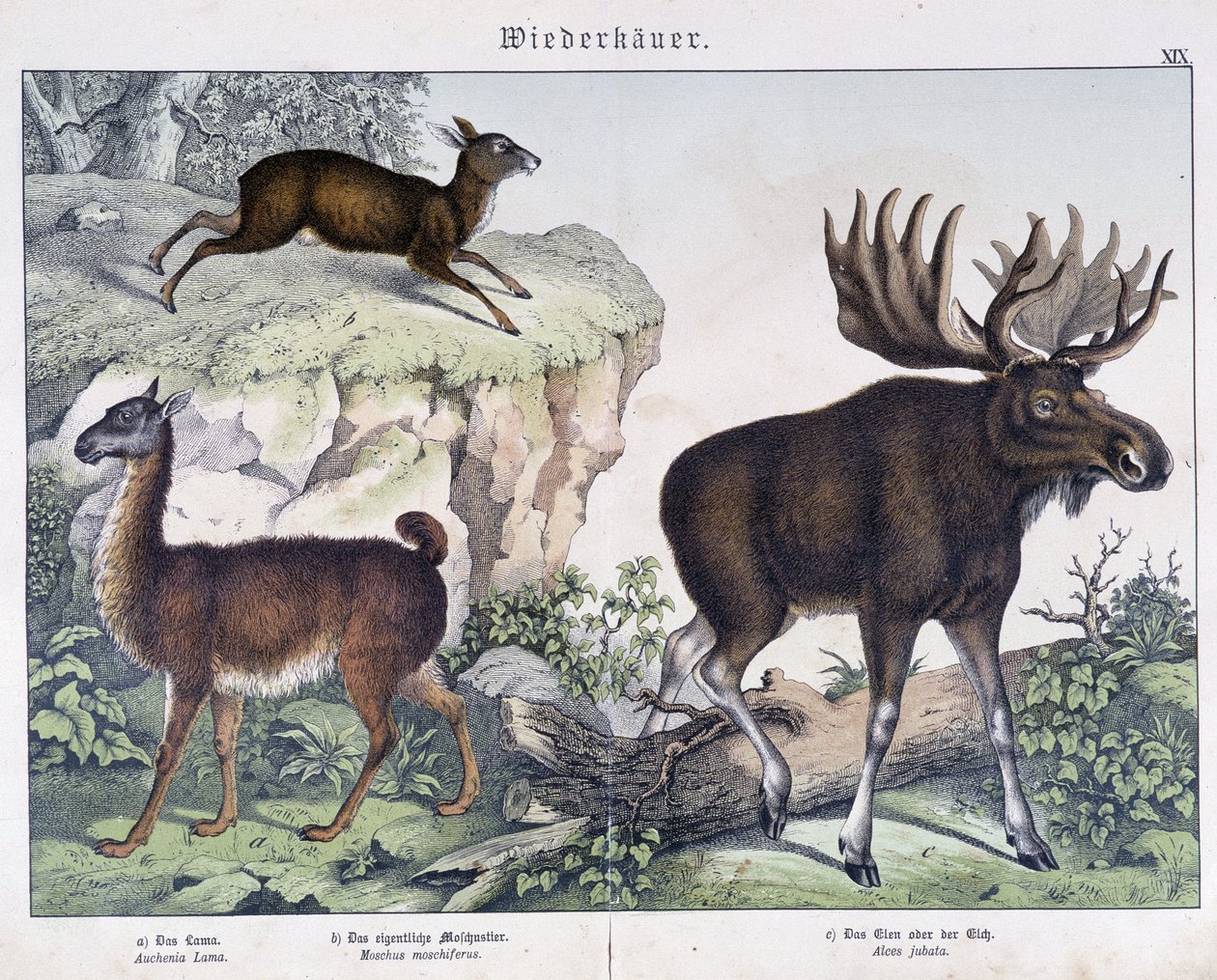 Lama, élan (orignal) - dans « Histoires naturelles des mammifères », éd. Schreiber - Unknown artist