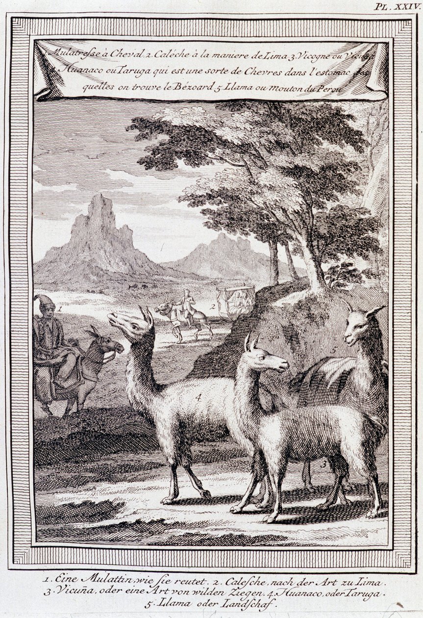Lamas du Pérou - dans « Voyage historique de l
