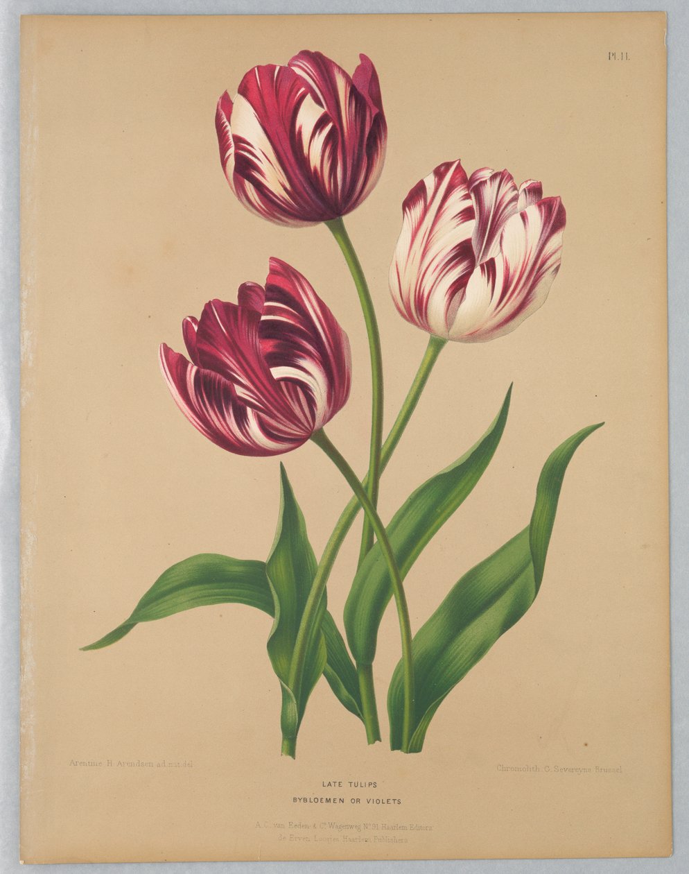 Tulipes tardives / Bybloemen ou Violettes - Unknown artist