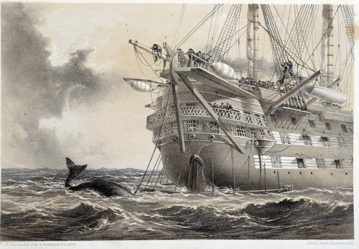 Pose du câble télégraphique atlantique, une baleine autour du bateau - Unknown artist