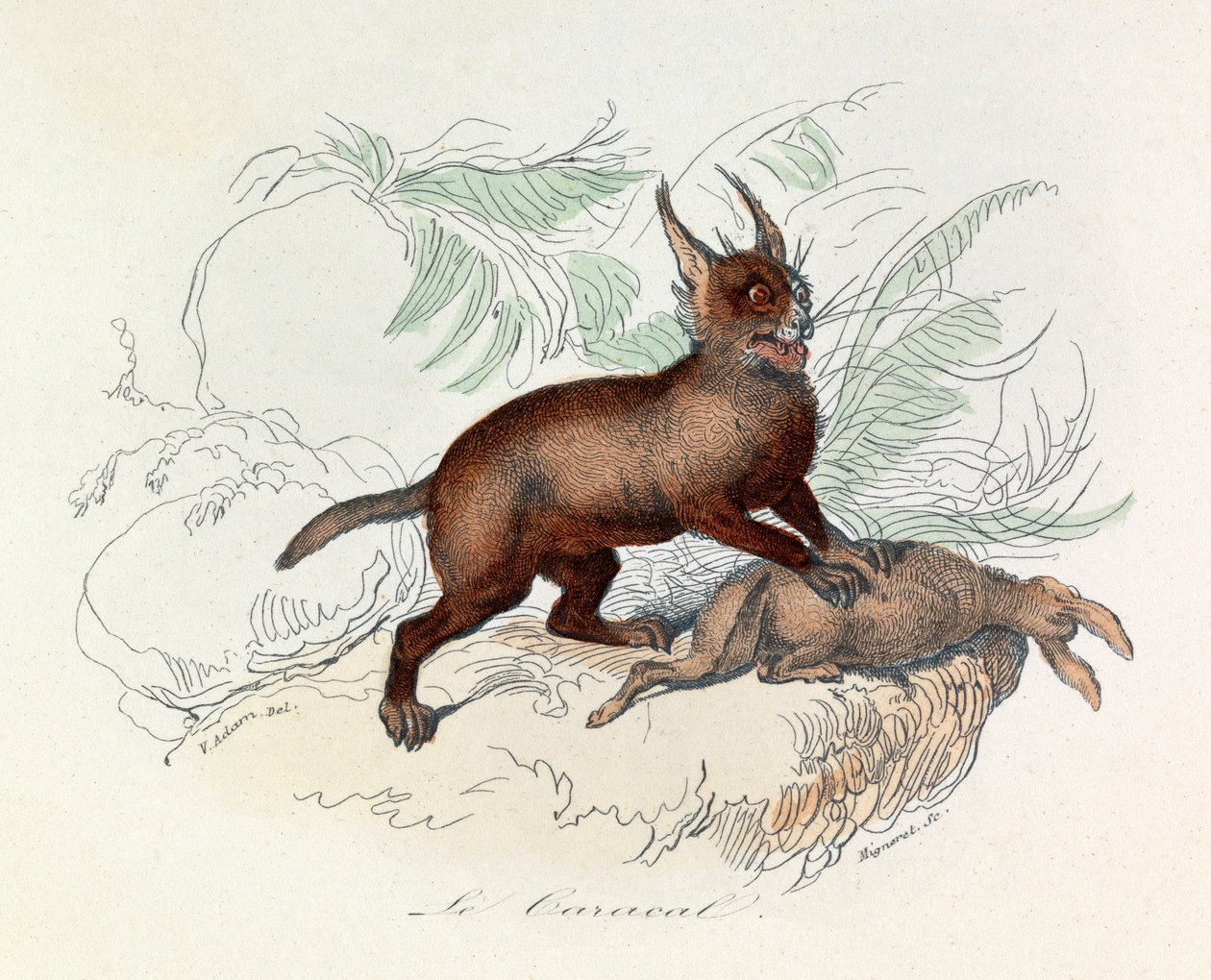 Le Caracal (Felis caracal) est un mammifÃ¨re quadrupÃ¨de de la famille des Félidés (engraving) - Unknown artist