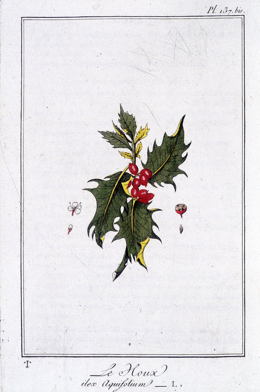 Le houx (Ilex Aquifolium) - dans "Exercices de botanique à l