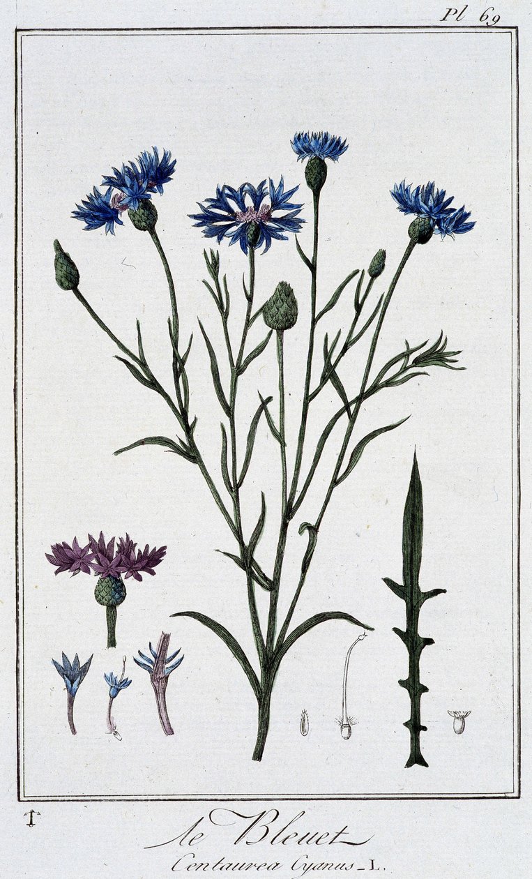 Le bleuet (Centaurea Cyanus) - dans "Exercices de botanique à l