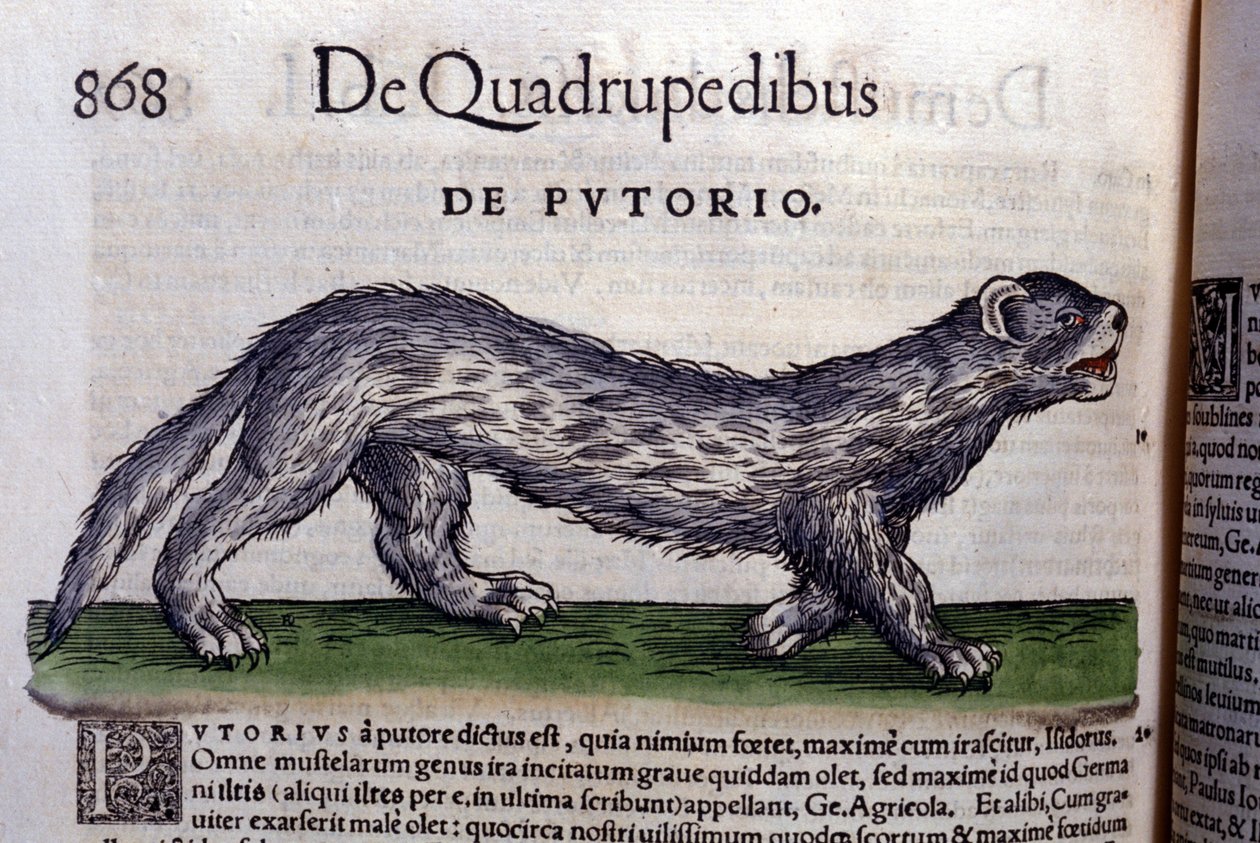 Le fertois - dans Historia Animalium par Conrad Gesner (1516 - 1565), Tiguri - Unknown artist