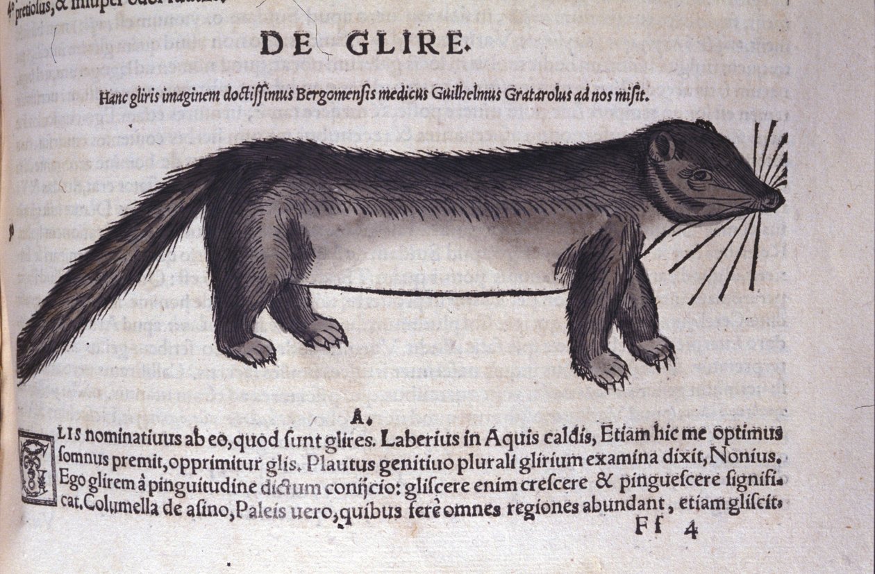 Le loir dans Historia Animalium par Conrad Gesner (1516 - 1565), Tiguri - Unknown artist