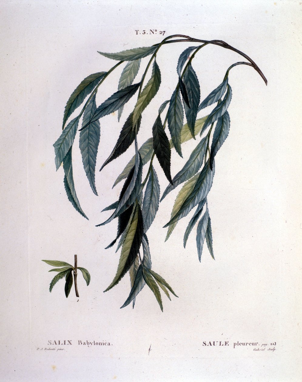 Feuille de saule pleureur (Salix babylonica) - Unknown artist