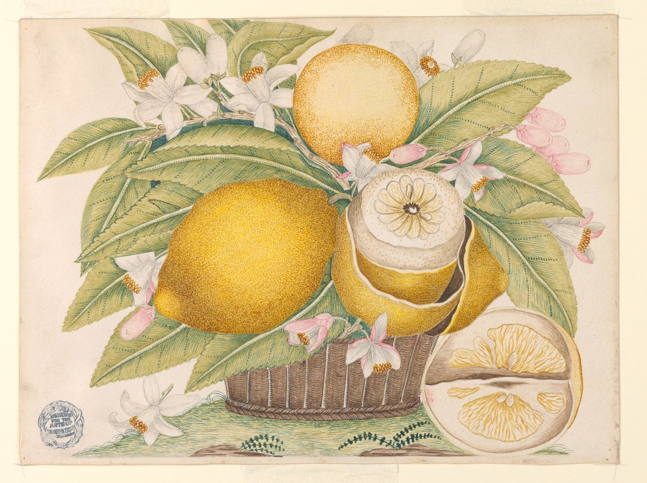 Citrons et fleurs de citronnier dans un panier - Unknown artist