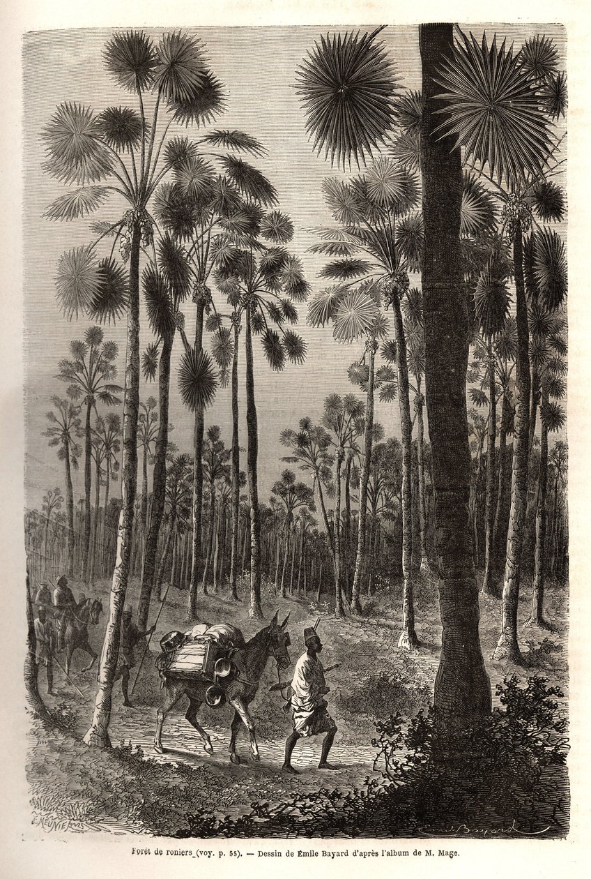 La caravane du Lieutenant Mage progresse vers le Niger et traverse une forêt de palmiers géants dans la province de Damfa, Mali. Gravure pour illustrer le voyage au Soudan occidental du Lieutenant (Marine) M. Mage, en 1863-1866, publié dans « Le tour du mo - Unknown artist