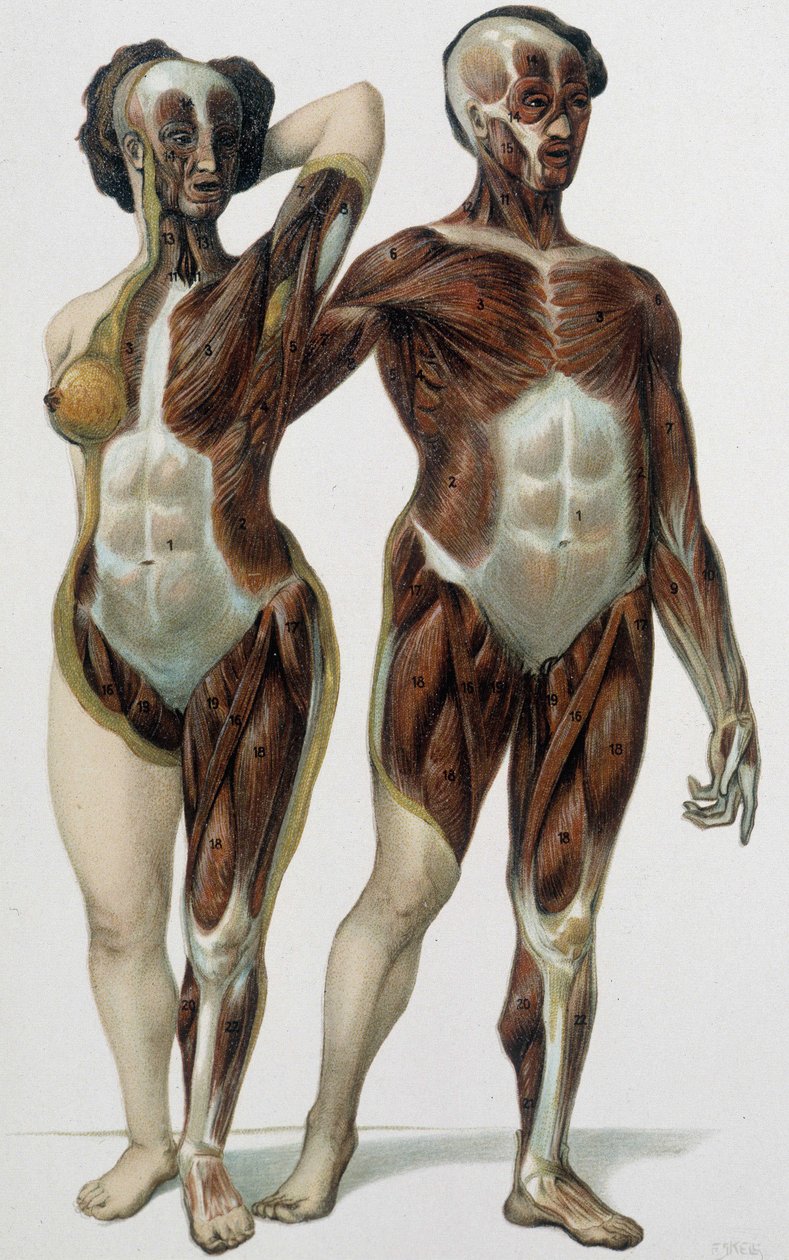 Homme et femme écorchés : muscles - livre de médecine, fin XIXe siècle - Unknown artist