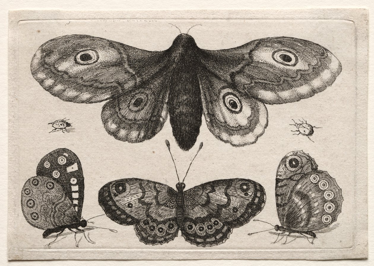 Muscarum Scarabeorum, vermiumque Variae Figure & Formae : Un Papillon de Nuit, Trois Papillons et Deux Scarabées - Unknown artist