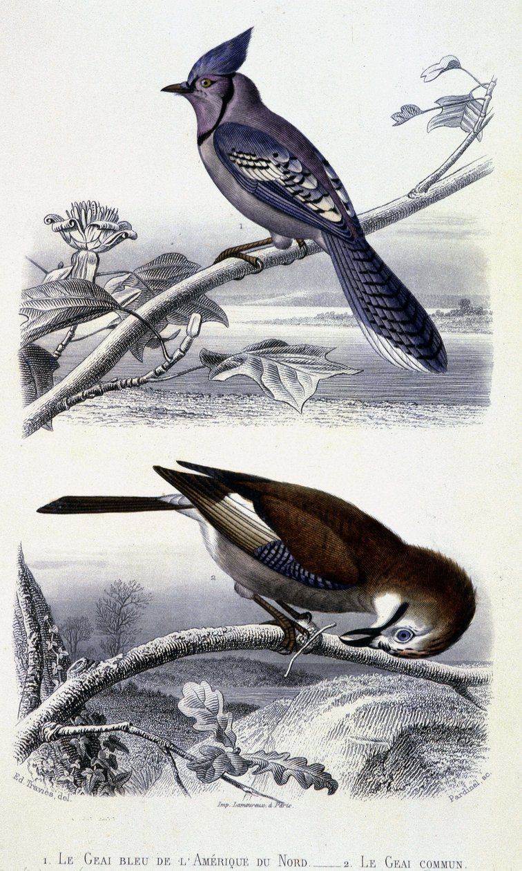 Histoire naturelle : Oiseaux : Le Geai bleu d