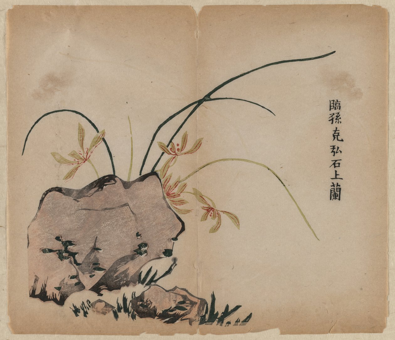 Orchidée sur des rochers - Unknown artist