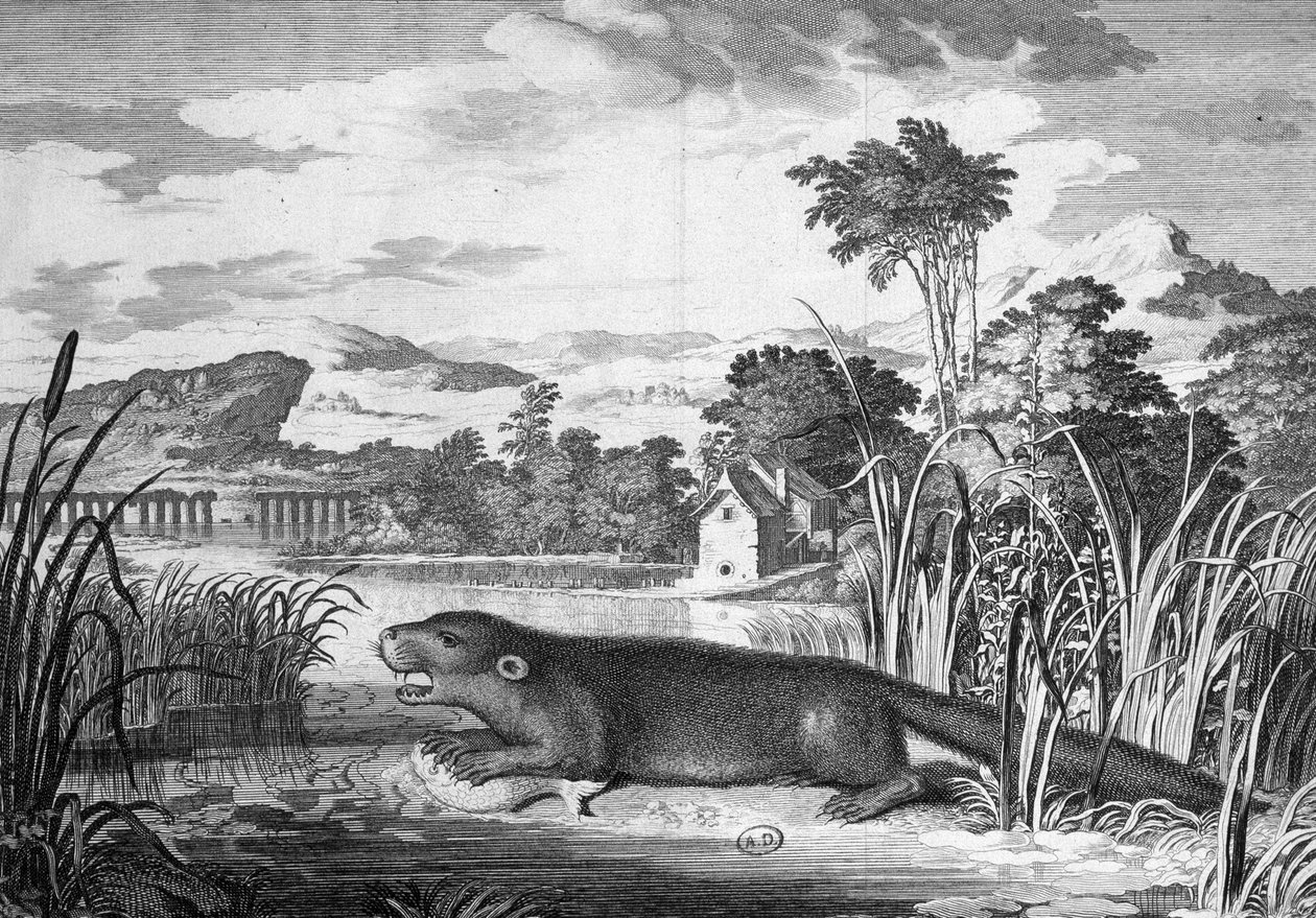 Loutre - gravure - Unknown artist