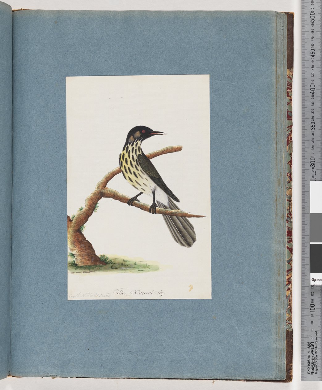 Page 100. Méliphage de la Nouvelle-Hollande. Certhia Novae Hollandiae - Unknown artist