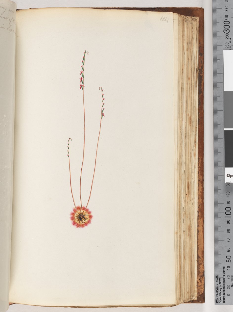 Page 104. Plante non identifiée - Unknown artist