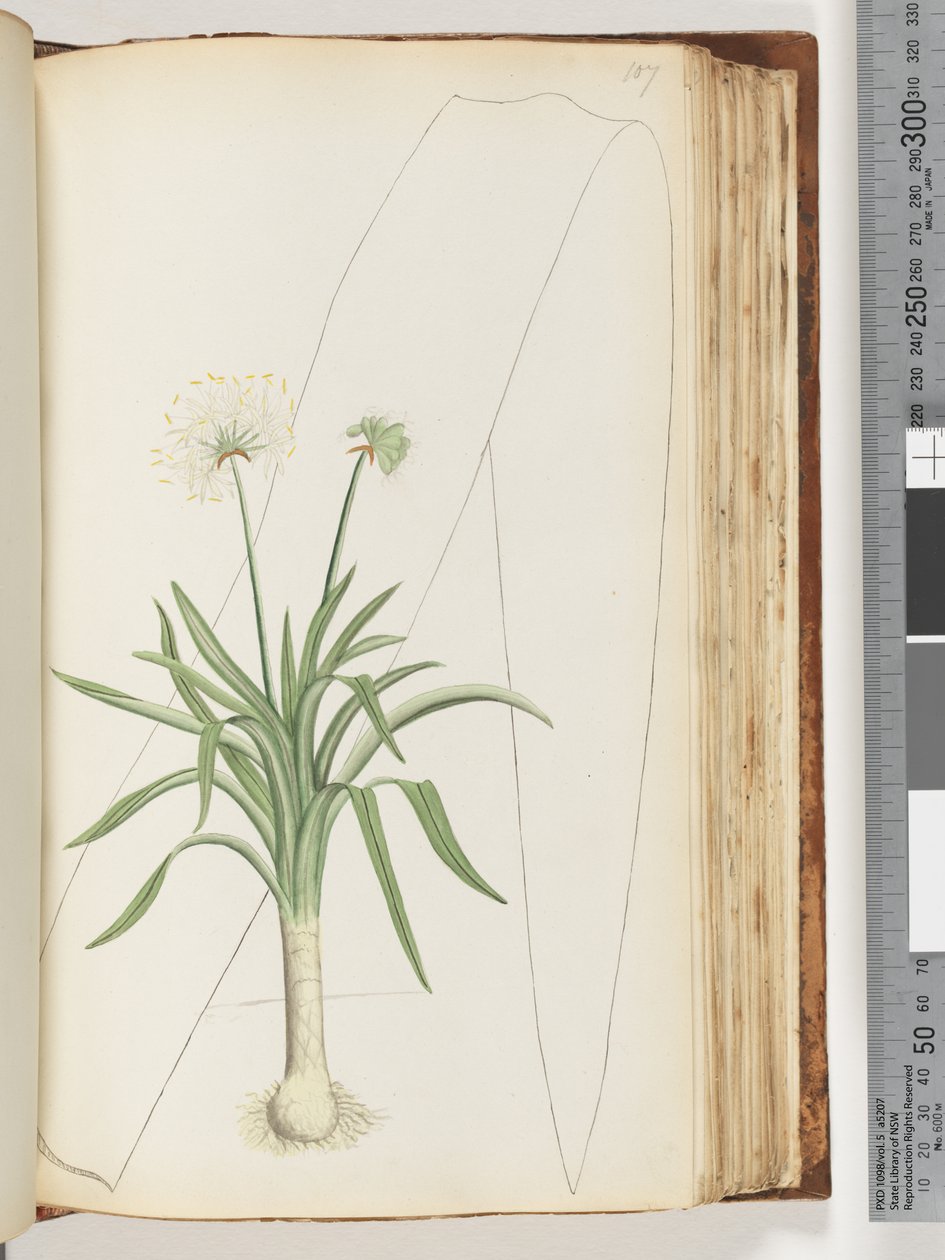 Plante non identifiée - Unknown artist