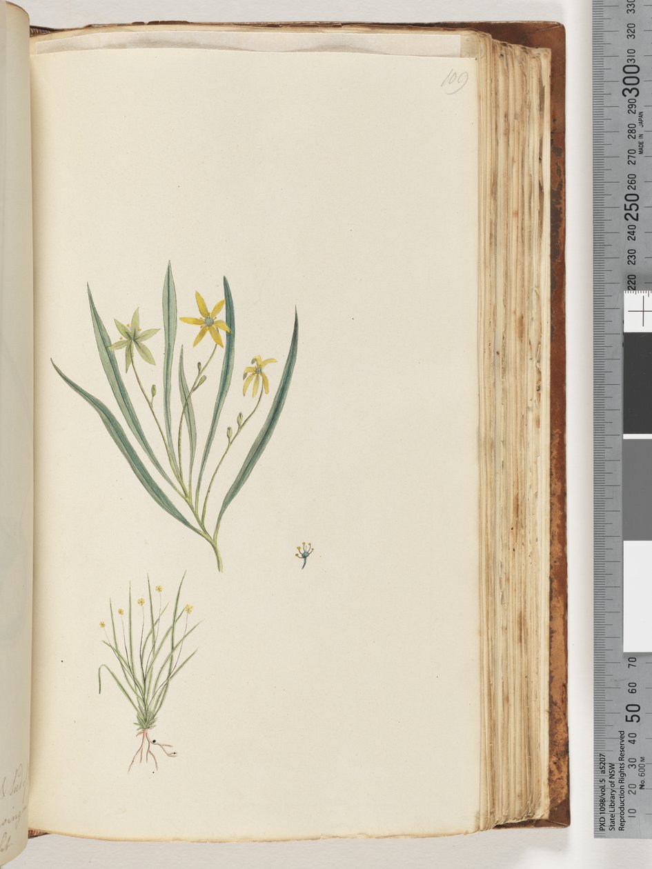Plante non identifiée - Unknown artist