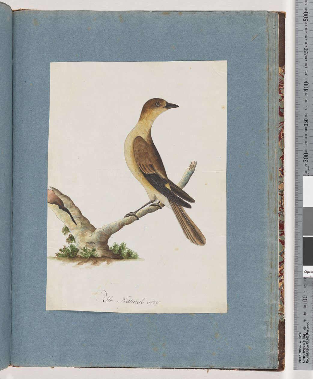 Page 109. Oiseau non identifié - Unknown artist