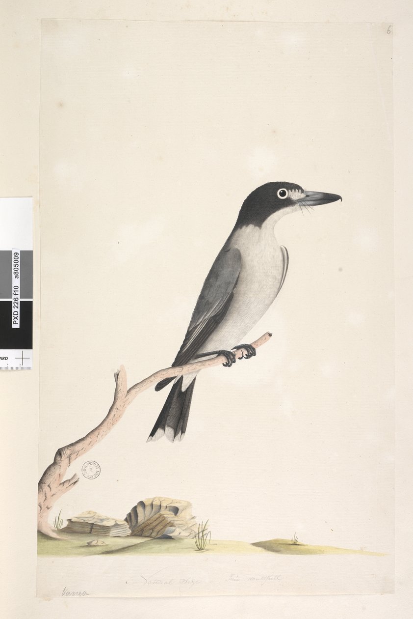 Page 10. Vanga. au centre inférieur dans une autre main Taille naturelle, iris douteux Butcher gris, Oiseau Cracticus torquatis mâle, 1791-92 - Unknown artist