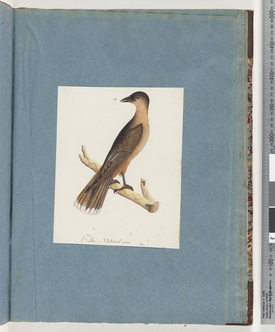 Page 110. Oiseau non identifié - Unknown artist