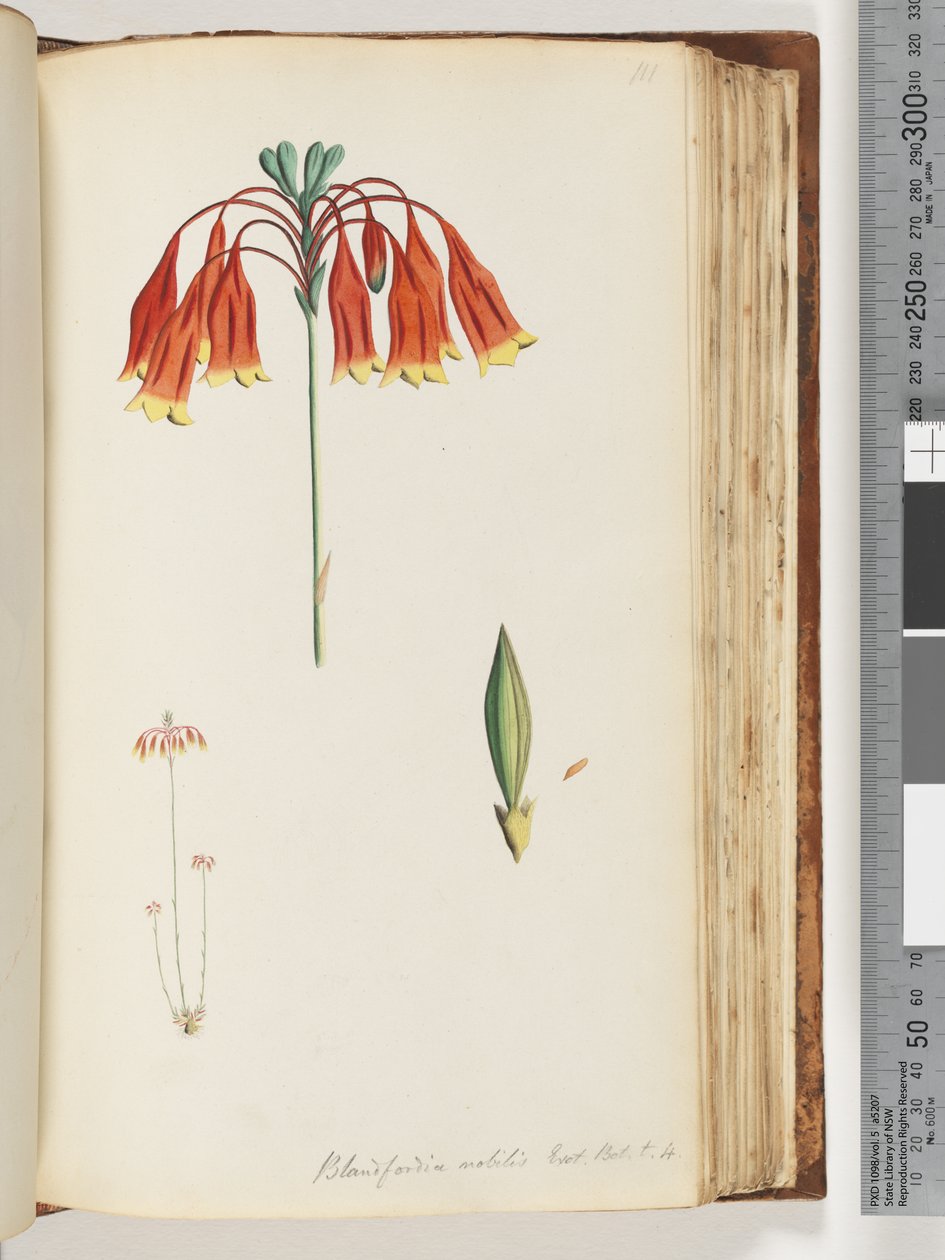 Page 111. Blandfordia nobilis Exot. Bot. t. 4. Cloche de Noël - Unknown artist