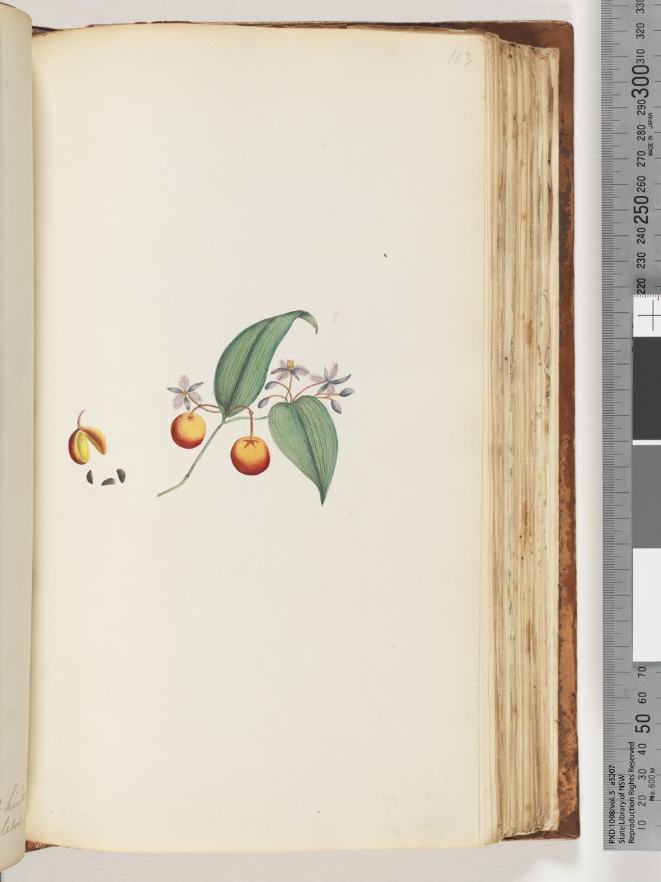 Page 113. Une liane ou chèvrefeuille qui s