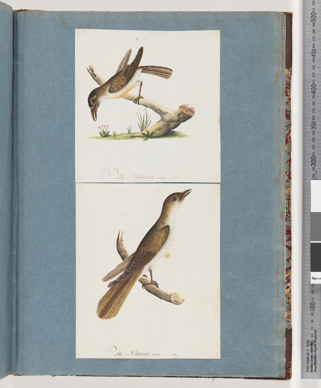 Page 117. Oiseau non identifié. 118. Oiseau non identifié - Unknown artist