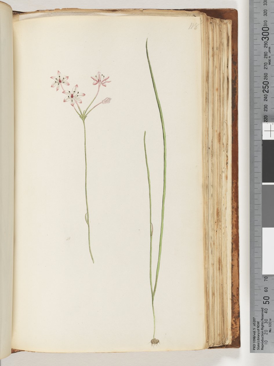 Page 118. Plante non identifiée - Unknown artist