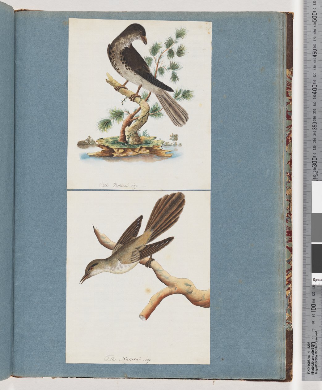 Page 119. Oiseau non identifié. 120. Oiseau non identifié - Unknown artist