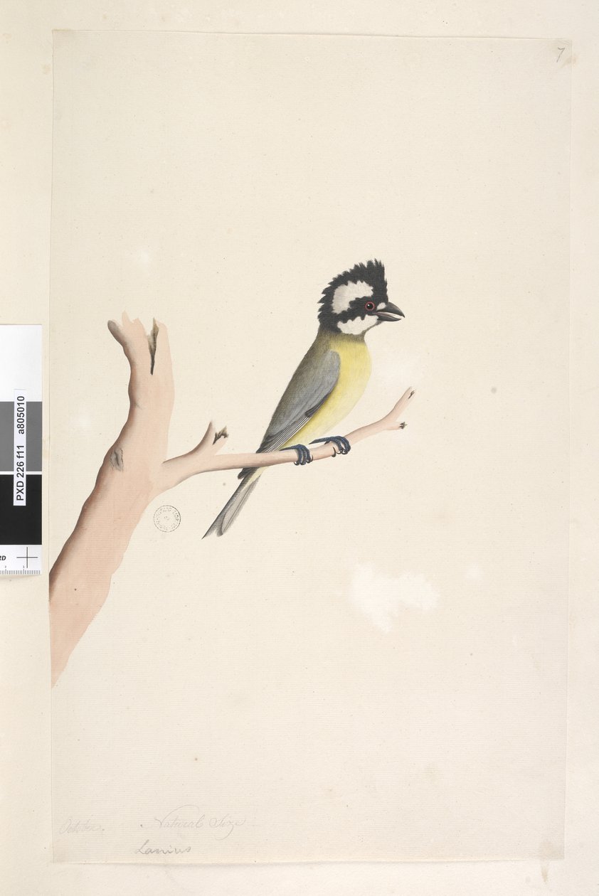 Page 11. Lanius. au-dessus du titre dans une autre main Octobre. Taille naturelle Crested Shrike, Tit Falcunculus frontatus, 1791-92 - Unknown artist