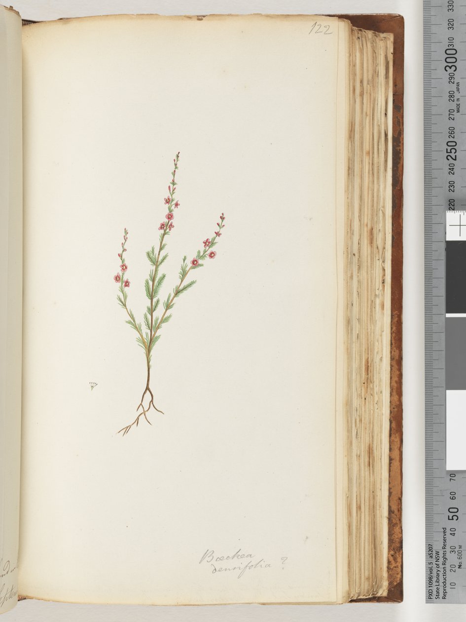 Page 122. Baeckea densifolia, peut-être - Unknown artist